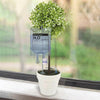 IV Plant Life Support Drip by Bubblegum Stuff at Perpetual Kid