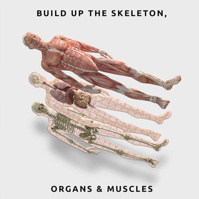 Human Body Anatomy Layer Puzzle | 3 Layer Science Jigsaw Puzzle